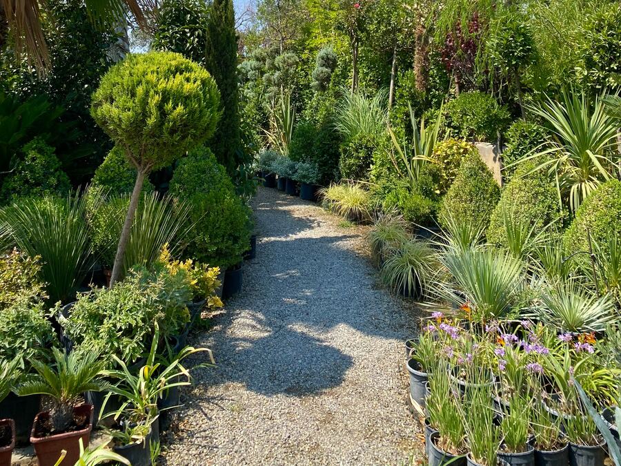 Allée de gravier bordée de plantes en pot dans une pépinière
